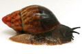 Archachatina marginata egregia Cameroon typ 1c adult, import